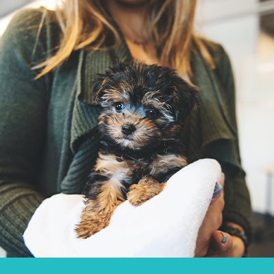 Insights_Pet_Coverage_Image_banner_102125 WEB